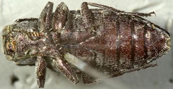 Media type: image;   Entomology 8115 Aspect: habitus ventral view